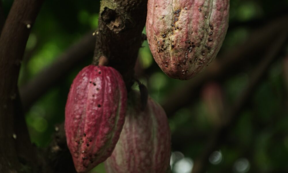 cacao