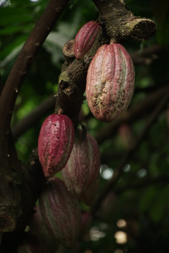 cacao