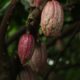 cacao